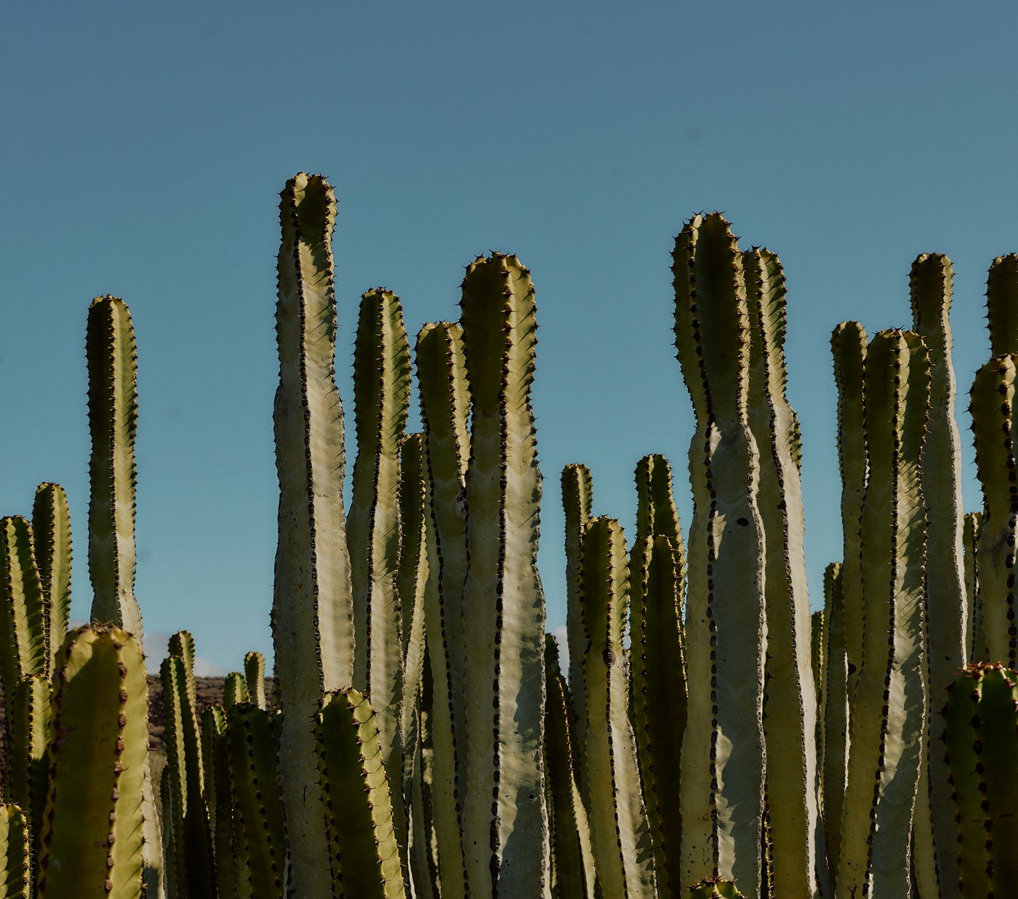 Kaktusfeld im Sommer