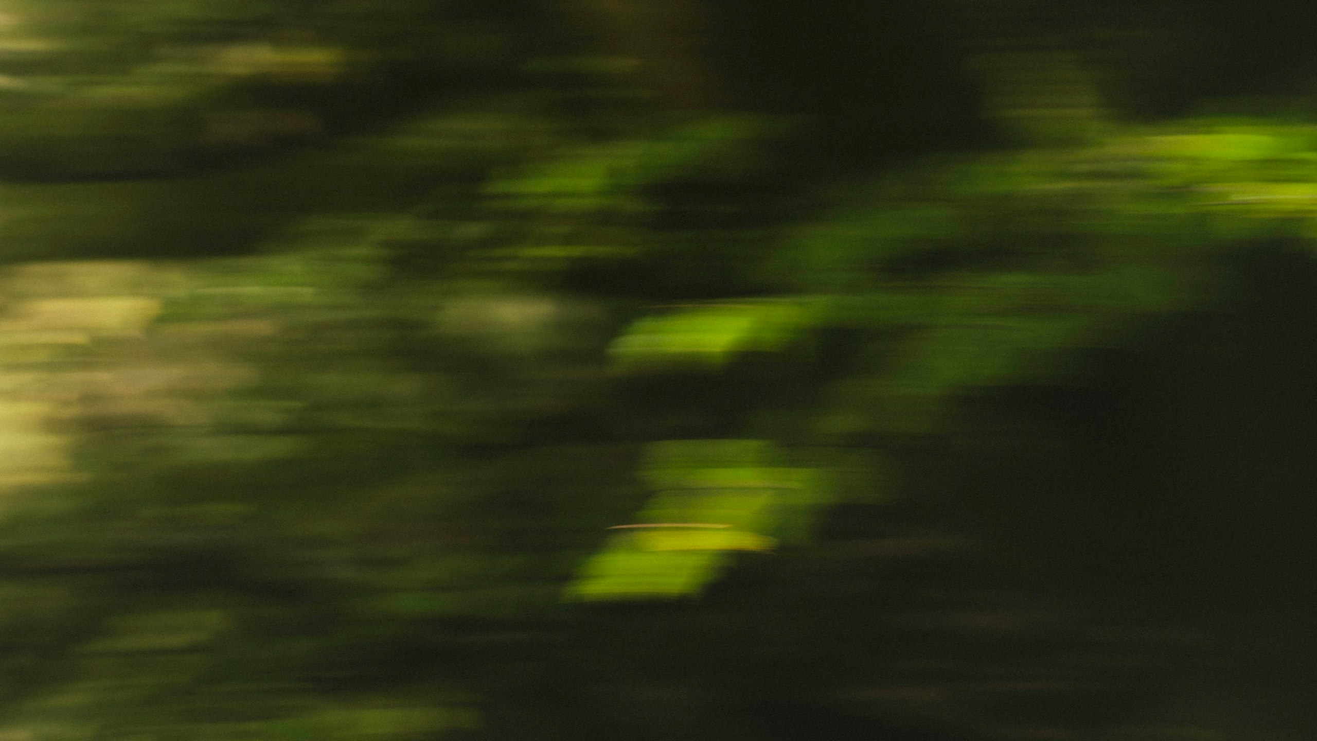 Forest depicted in a blurred manner.